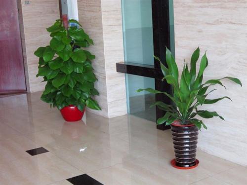重庆植物租摆公司教你室内植物租摆效果图设计